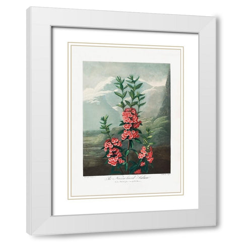 The NarrowaÂ€Â“Leaved Kalmia from The Temple of Flora (1807) White Modern Wood Framed Art Print with Double Matting by Pictufy