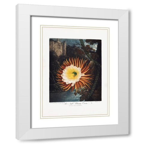 The NightaÂ€Â“Blowing Cereus from The Temple of Flora (1807) White Modern Wood Framed Art Print with Double Matting by Pictufy