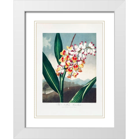 The Nodding Renealmia from The Temple of Flora (1807) White Modern Wood Framed Art Print with Double Matting by Pictufy