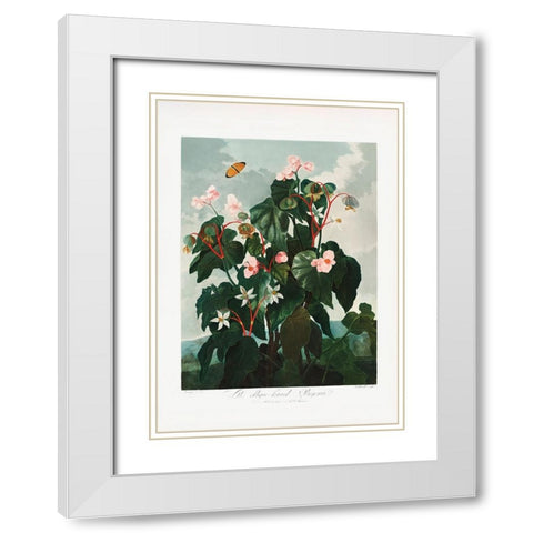 The ObliqueaÂ€Â“Leaved Begonia from The Temple of Flora (1807) White Modern Wood Framed Art Print with Double Matting by Pictufy