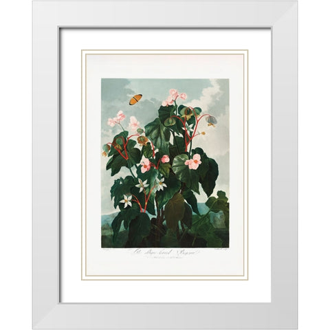 The ObliqueaÂ€Â“Leaved Begonia from The Temple of Flora (1807) White Modern Wood Framed Art Print with Double Matting by Pictufy