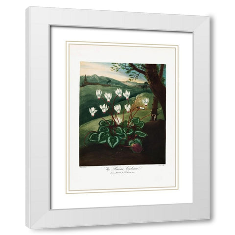 The Persian Cyclamen from The Temple of Flora (1807) White Modern Wood Framed Art Print with Double Matting by Pictufy
