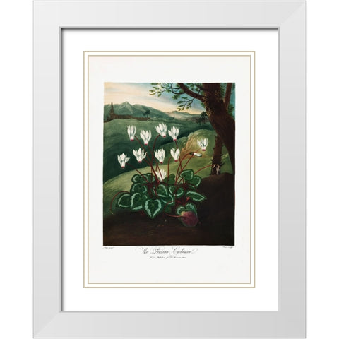 The Persian Cyclamen from The Temple of Flora (1807) White Modern Wood Framed Art Print with Double Matting by Pictufy