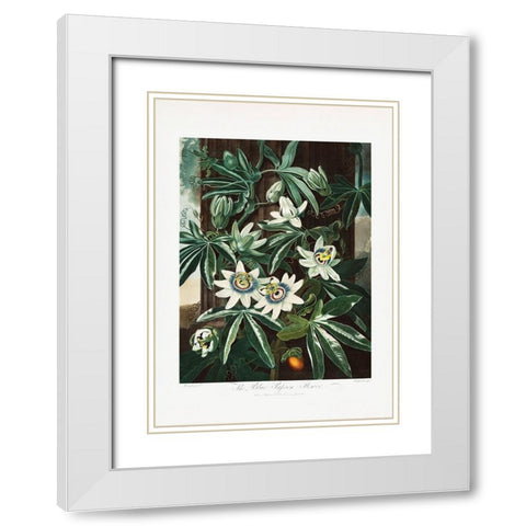 The Passiflora Cerulea from The Temple of Flora (1807) White Modern Wood Framed Art Print with Double Matting by Pictufy