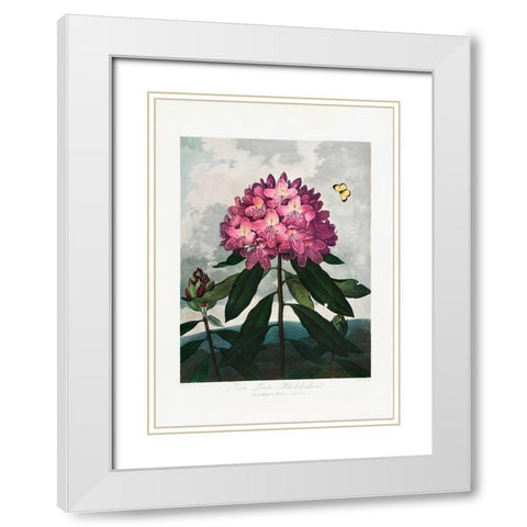 The Pontic Rhododendron from The Temple of Flora (1807) White Modern Wood Framed Art Print with Double Matting by Pictufy