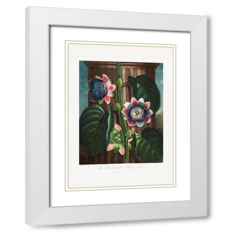 The Quadrangular Passion Flower from The Temple of Flora (1807) White Modern Wood Framed Art Print with Double Matting by Pictufy