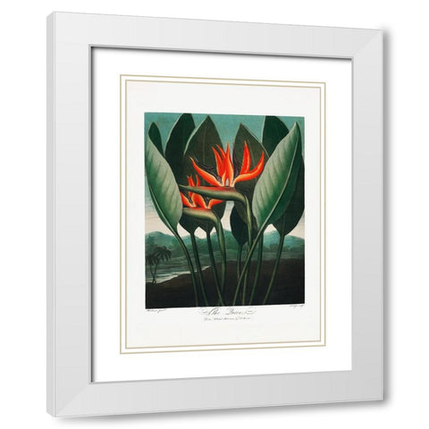 The QueenaÂ€Â“Plant from The Temple of Flora (1807) White Modern Wood Framed Art Print with Double Matting by Pictufy