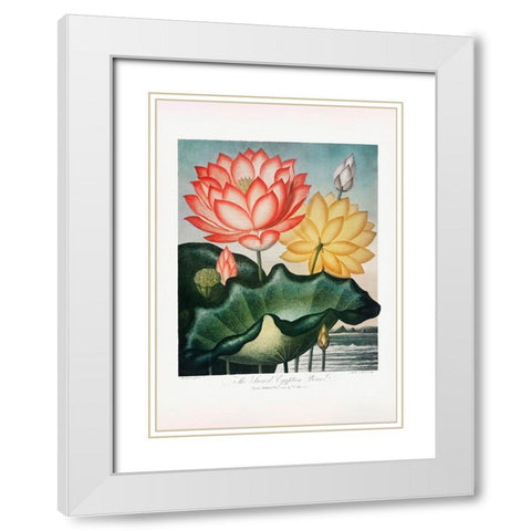 The Sacred Egyptian Bean from The Temple of Flora (1807) White Modern Wood Framed Art Print with Double Matting by Pictufy