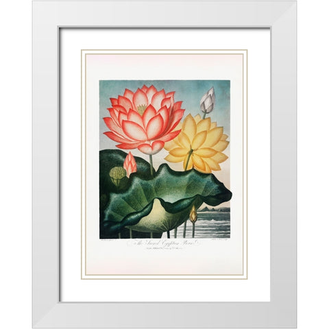 The Sacred Egyptian Bean from The Temple of Flora (1807) White Modern Wood Framed Art Print with Double Matting by Pictufy