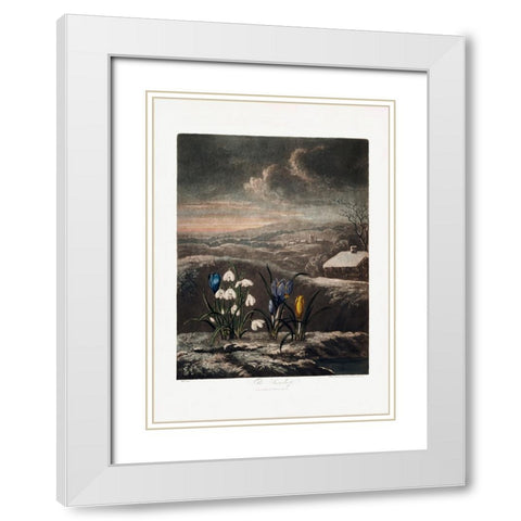 The Snowdrops from The Temple of Flora (1807) White Modern Wood Framed Art Print with Double Matting by Pictufy