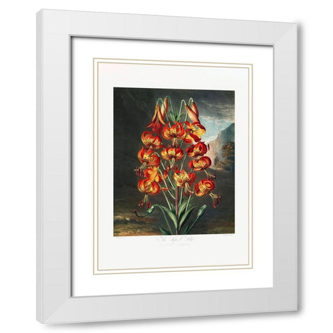 The Superb Lily from The Temple of Flora (1807) White Modern Wood Framed Art Print with Double Matting by Pictufy