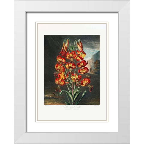 The Superb Lily from The Temple of Flora (1807) White Modern Wood Framed Art Print with Double Matting by Pictufy