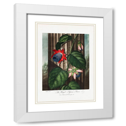 The Winged Passion-Flower from The Temple of Flora (1807) White Modern Wood Framed Art Print with Double Matting by Pictufy
