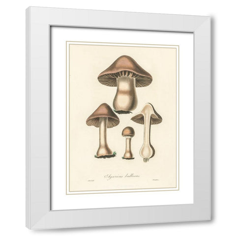 Agaricus Bulbosus Illustration. Medical Botany 1836 White Modern Wood Framed Art Print with Double Matting by Pictufy