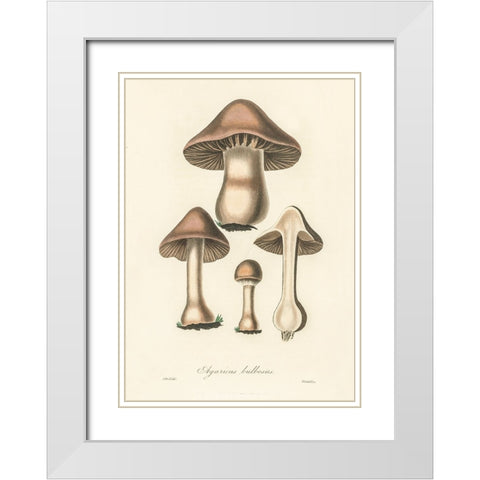 Agaricus Bulbosus Illustration. Medical Botany 1836 White Modern Wood Framed Art Print with Double Matting by Pictufy