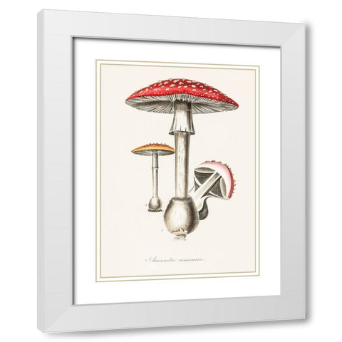 Amanita Muscaria Illustration. Medical Botany 1836 White Modern Wood Framed Art Print with Double Matting by Pictufy