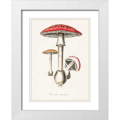 Amanita Muscaria Illustration. Medical Botany 1836 White Modern Wood Framed Art Print with Double Matting by Pictufy