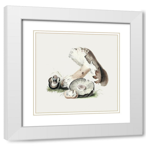 Vintage Agaricus Augustus Mushroom White Modern Wood Framed Art Print with Double Matting by Pictufy