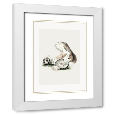 Vintage Agaricus Augustus Mushroom 50x70 White Modern Wood Framed Art Print with Double Matting by Pictufy