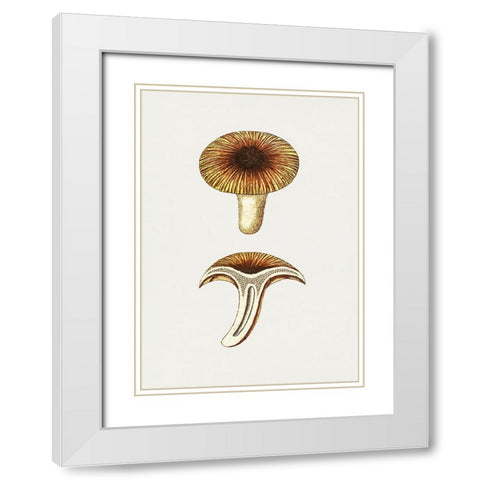 Vintage Chanterelles Edible Mushroom White Modern Wood Framed Art Print with Double Matting by Pictufy