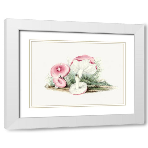 Vintage Russula Emetica Mushroom White Modern Wood Framed Art Print with Double Matting by Pictufy
