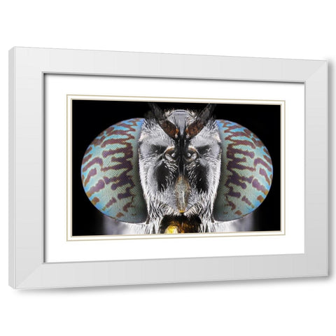Soldier Fly White Modern Wood Framed Art Print with Double Matting by Jusa, Donald
