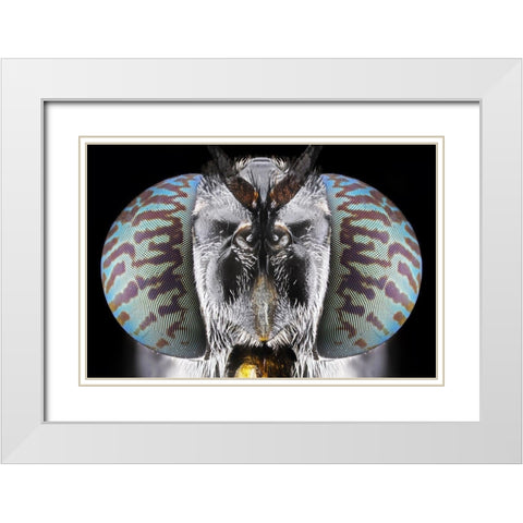 Soldier Fly White Modern Wood Framed Art Print with Double Matting by Jusa, Donald