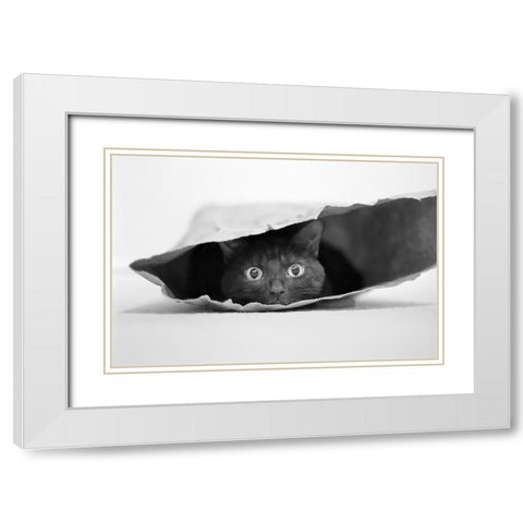 Cat In A Bag White Modern Wood Framed Art Print with Double Matting by Holthuysen, Jeremy