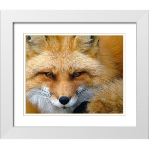 Foxy Lady White Modern Wood Framed Art Print with Double Matting by Turgeon, Alain