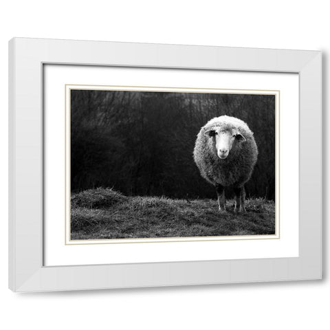 Wondering Sheep White Modern Wood Framed Art Print with Double Matting by Ajven
