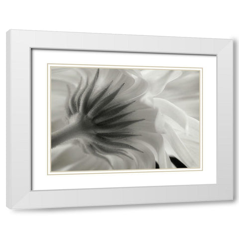 Calendula White Modern Wood Framed Art Print with Double Matting by Gronkjar, Lotte
