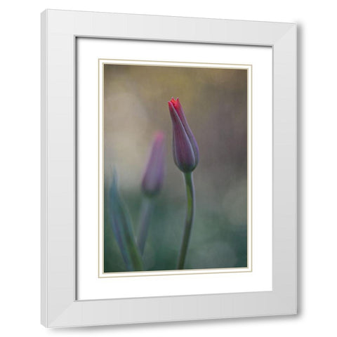 Untitled White Modern Wood Framed Art Print with Double Matting by Gronkjar, Lotte