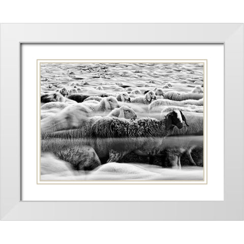 River Sheep || White Modern Wood Framed Art Print with Double Matting by Luca, Liloni