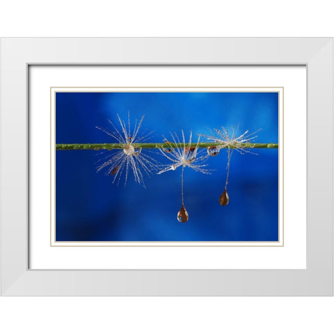 Blue Drops Of Life White Modern Wood Framed Art Print with Double Matting by Westum, Heidi