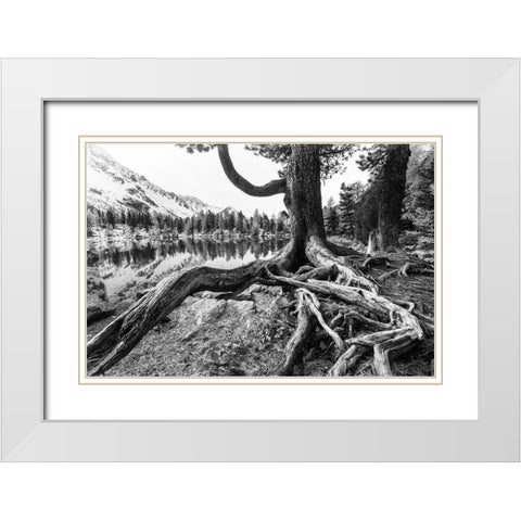 Old Tree White Modern Wood Framed Art Print with Double Matting by Landolt, Susanne
