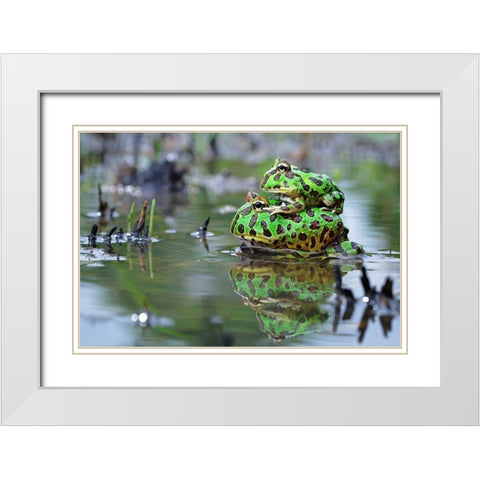 The Love White Modern Wood Framed Art Print with Double Matting by Goh, Shikhei