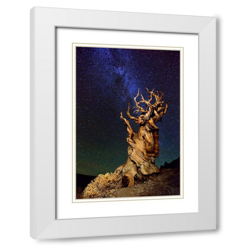 Bristlecone Pine White Modern Wood Framed Art Print with Double Matting by Ghirardini, Tanja