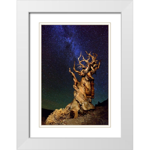 Bristlecone Pine White Modern Wood Framed Art Print with Double Matting by Ghirardini, Tanja