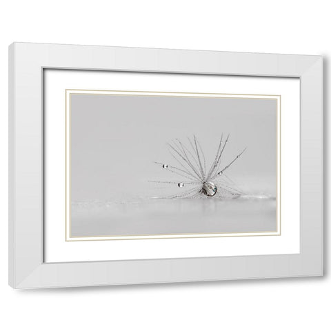 My Silver Spider White Modern Wood Framed Art Print with Double Matting by Westum, Heidi