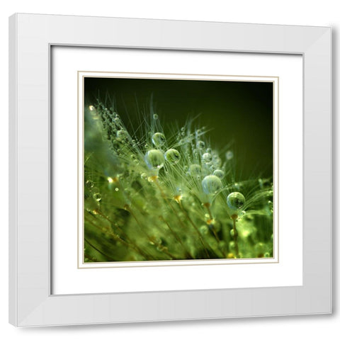 Morning Perls White Modern Wood Framed Art Print with Double Matting by Maier, Norbert