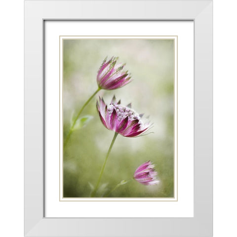 Astrantia White Modern Wood Framed Art Print with Double Matting by Disher, Mandy