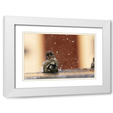 Humourist White Modern Wood Framed Art Print with Double Matting by Ignatyev, Alexander