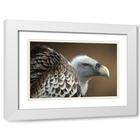 Vulture White Modern Wood Framed Art Print with Double Matting by Hoffman, Jimmy