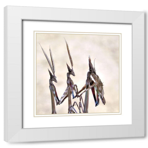Trio White Modern Wood Framed Art Print with Double Matting by Hoffman, Jimmy