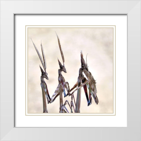 Trio White Modern Wood Framed Art Print with Double Matting by Hoffman, Jimmy