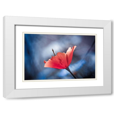 The Poppy Master White Modern Wood Framed Art Print with Double Matting by Bravin, Fabien