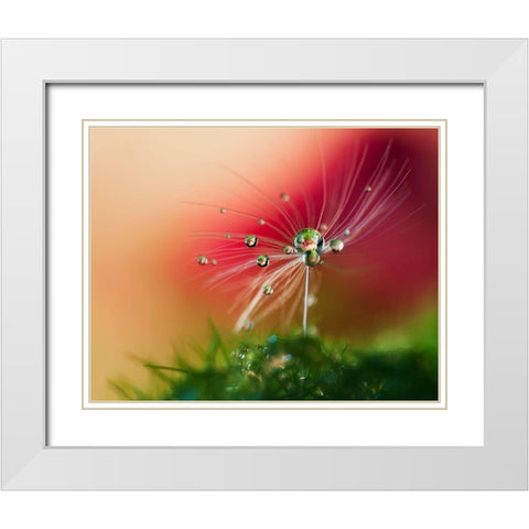 Red Morning White Modern Wood Framed Art Print with Double Matting by Westum, Heidi