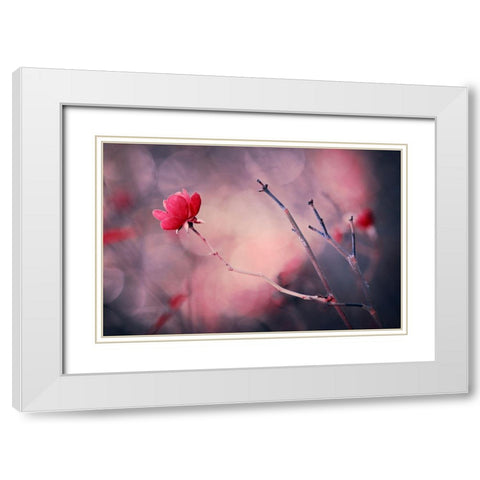 Rose White Modern Wood Framed Art Print with Double Matting by Ajkabajka