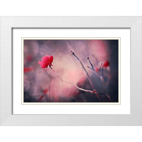 Rose White Modern Wood Framed Art Print with Double Matting by Ajkabajka