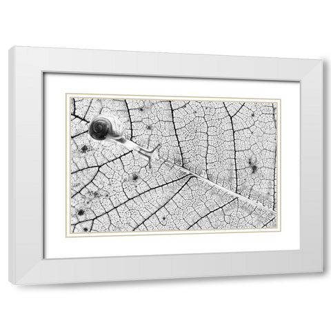 Tr-Nsparences White Modern Wood Framed Art Print with Double Matting by Bravin, Fabien
